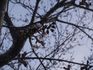 桜の開花