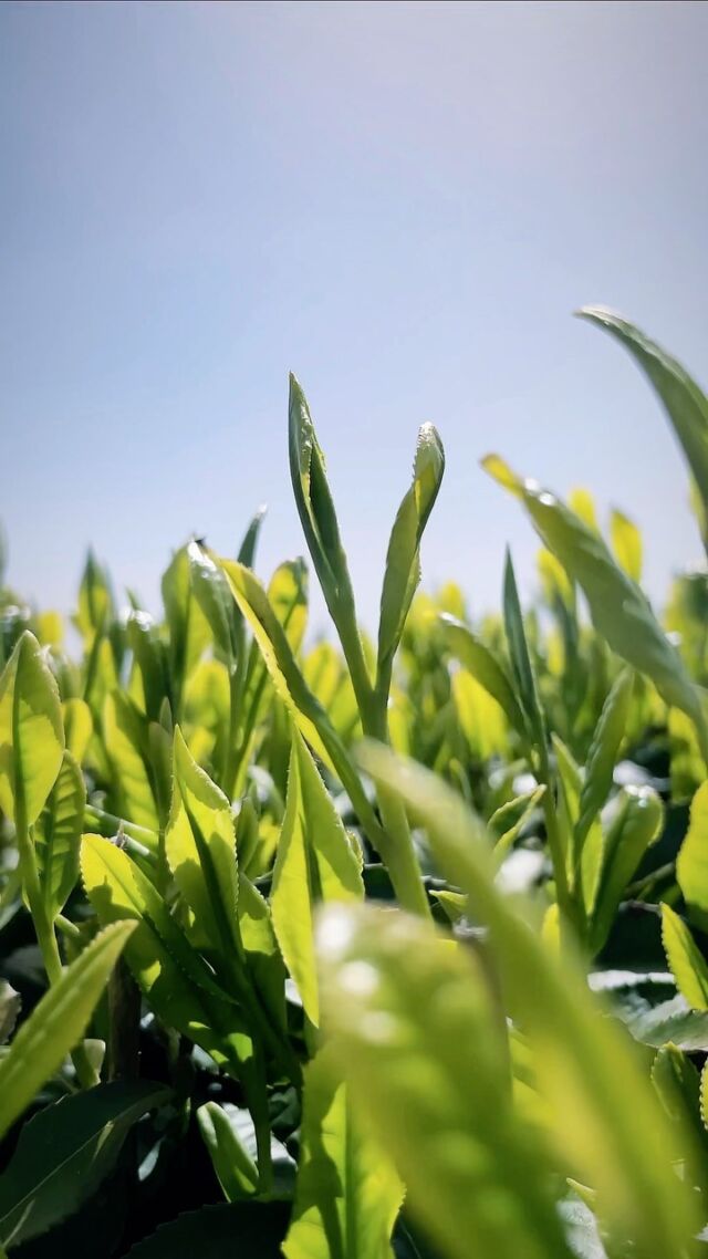 Shincha🍵 2023 has come!!

#shincha #greentea #japanesetea #japanesegreentea #tamaryokucha #sencha #ureshino #ureshinotea #ureshinocha #teahousetokunaga #tokunagaseicha #metime #camelliasinensis #umami #lovetamaryokucha #teaaddict #cha #tea #tealover #relaxing #warmandcozy #teaoftheday