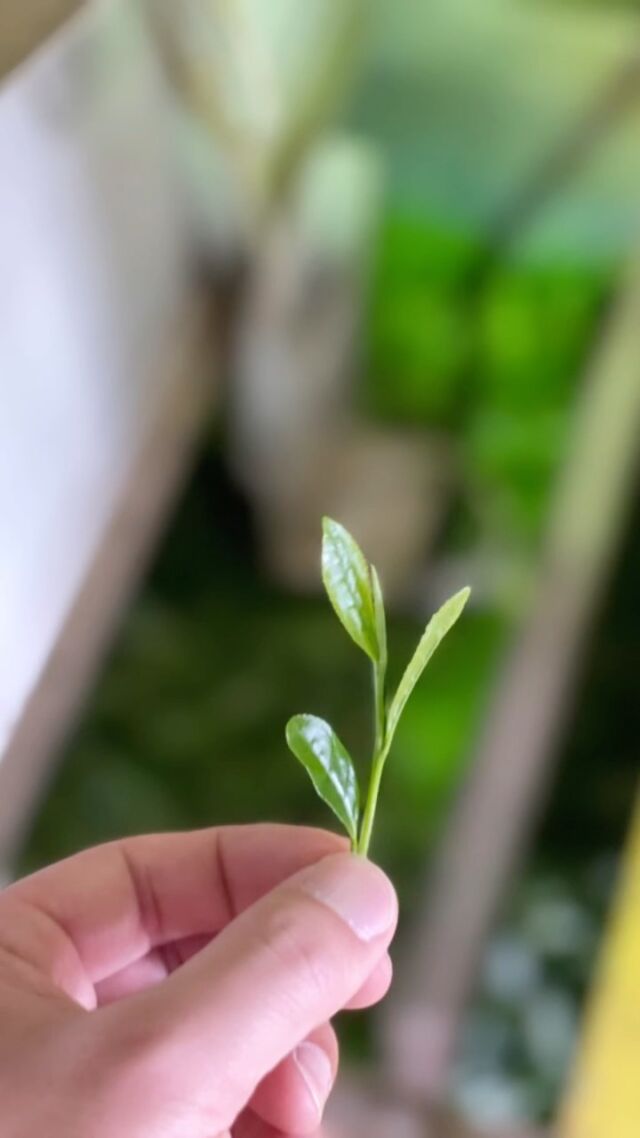 Story of making Aracha(荒茶)
This is how tamaryokucha is made part1.
Steaming - 1st Drying - Rolling - 2nd Drying - 3rd Drying

#aracha #tamaryokucha #ureshino #ureshinotea #ureshinocha #greentea #japanesegreentea #japanesetea #tea #cha #tokunagaseicha #teahousetokunaga #tealovers #sencha #templatereels #teaaddict