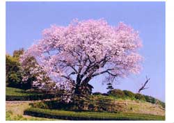 嬉野・吉田の百年桜