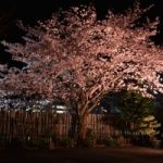 夜桜と百年桜