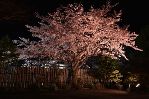 夜桜と百年桜