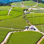 今年も新茶がはじまります！